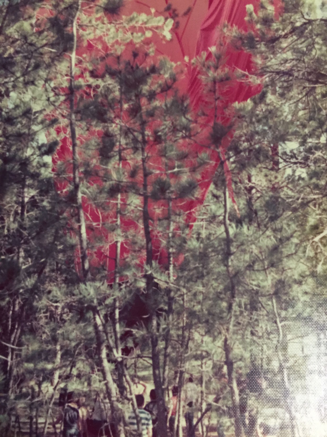 dewey balloon in tree.JPG